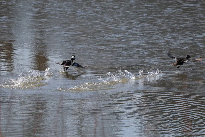 Hooded Merganser
