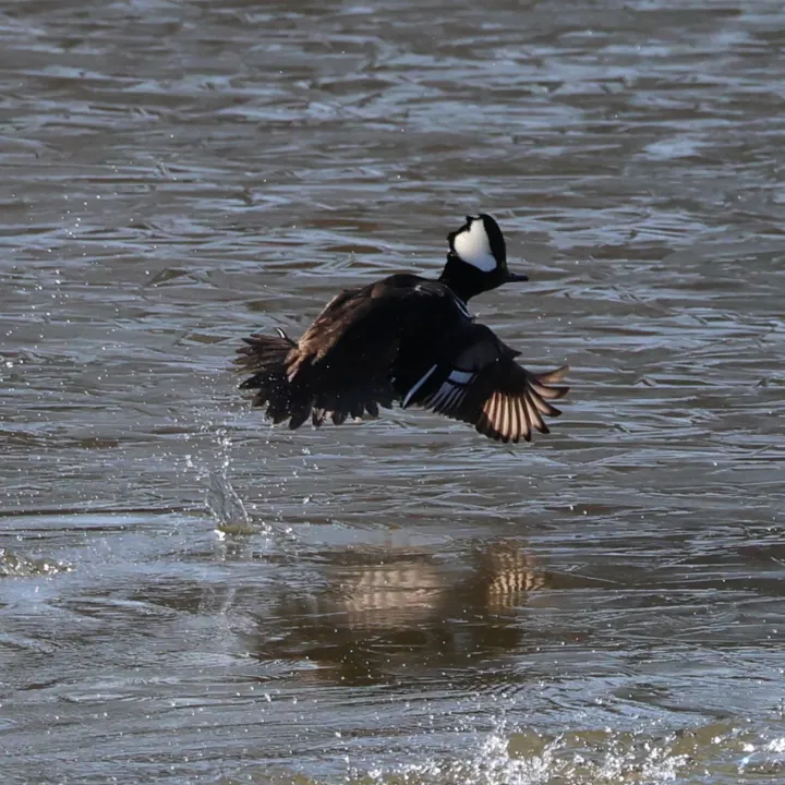 Hooded Merganser