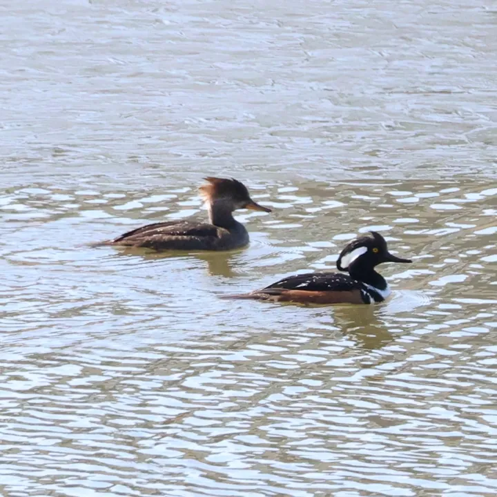 Hooded Merganser