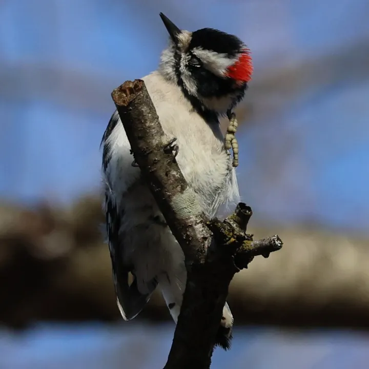 Downy Woodpecker