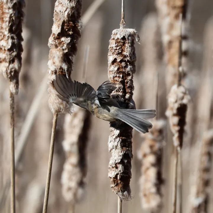 Black-capped Chickadee