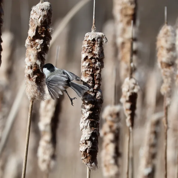 Black-capped Chickadee