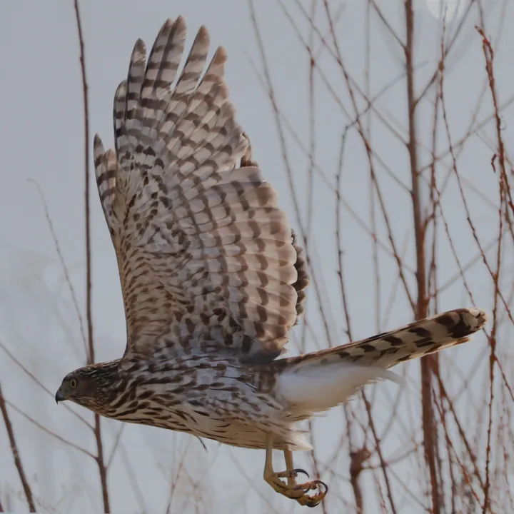 Cooper's Hawk
