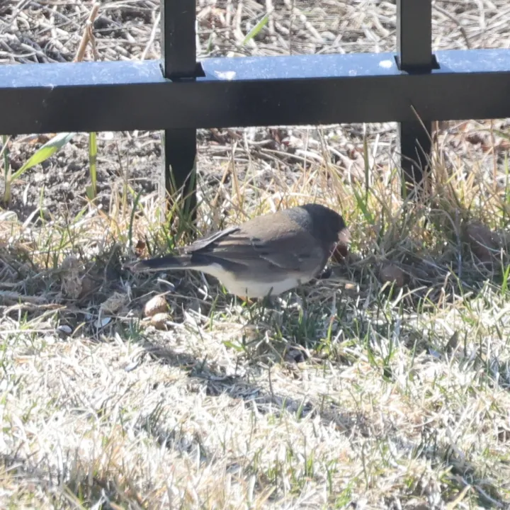 Dark-eyed Junco