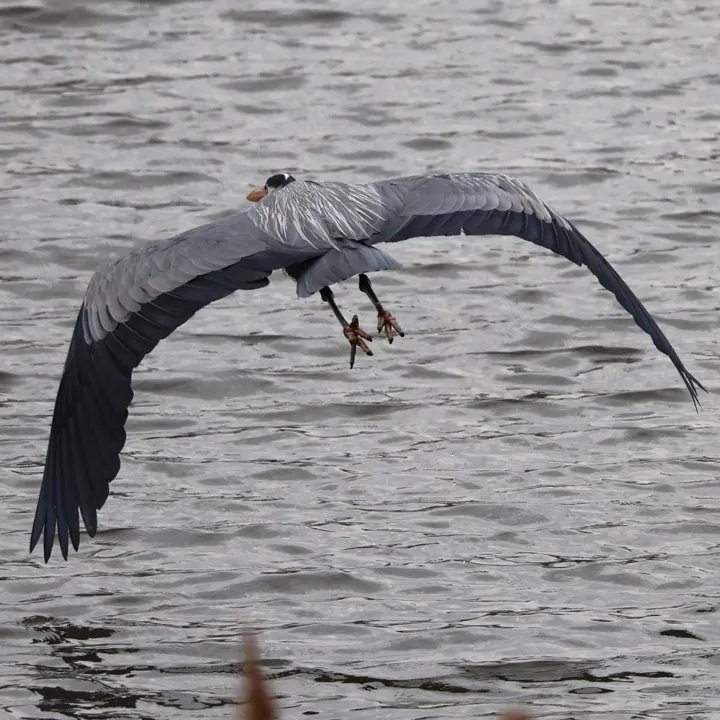 Great Blue Heron