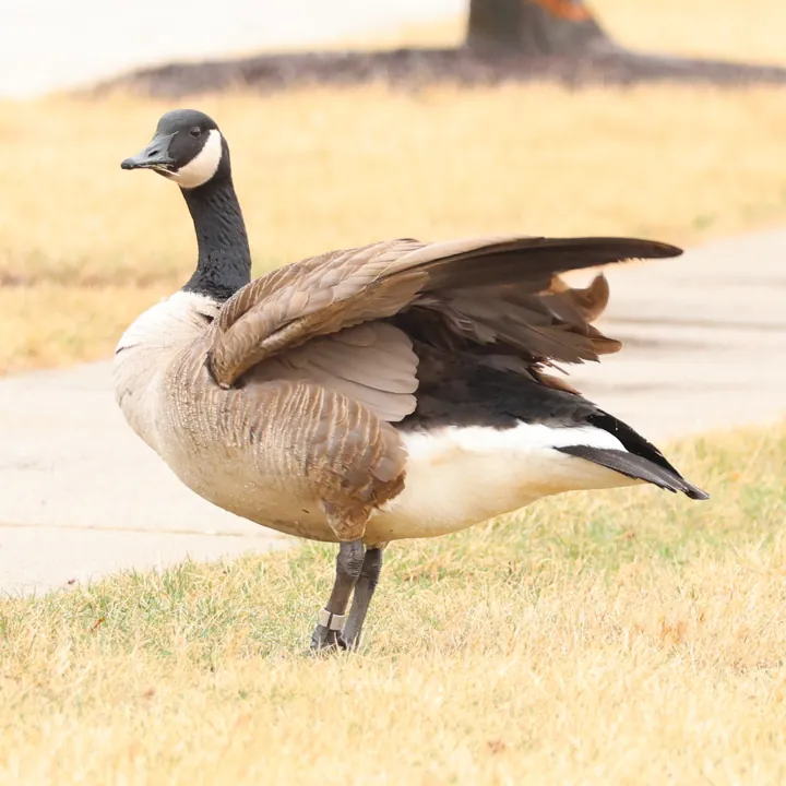 Canada Goose