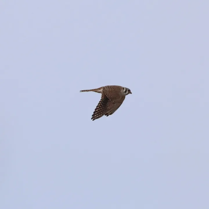 American Kestrel
