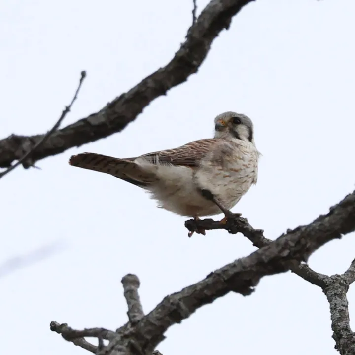American Kestrel