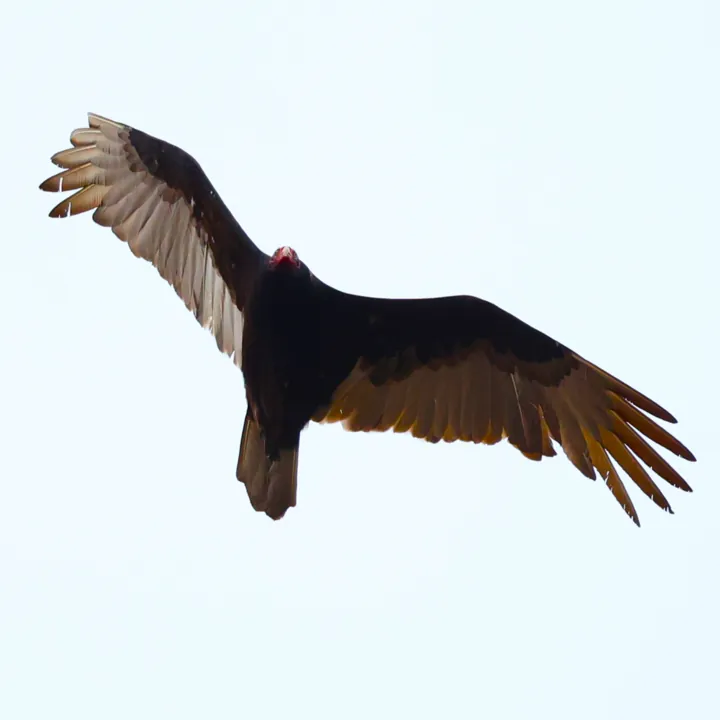 Turkey Vulture