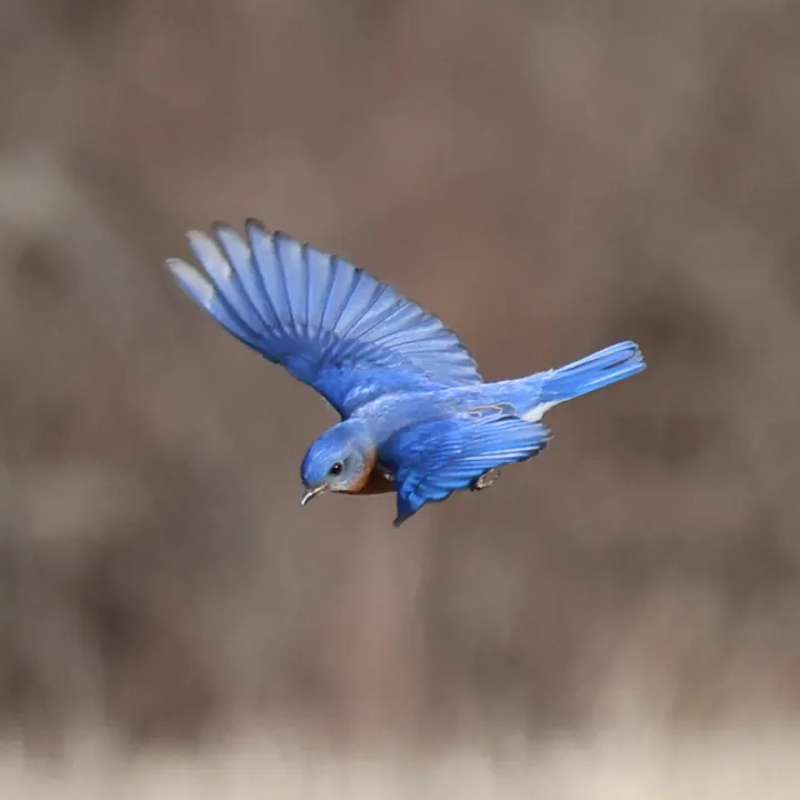 Eastern Bluebird