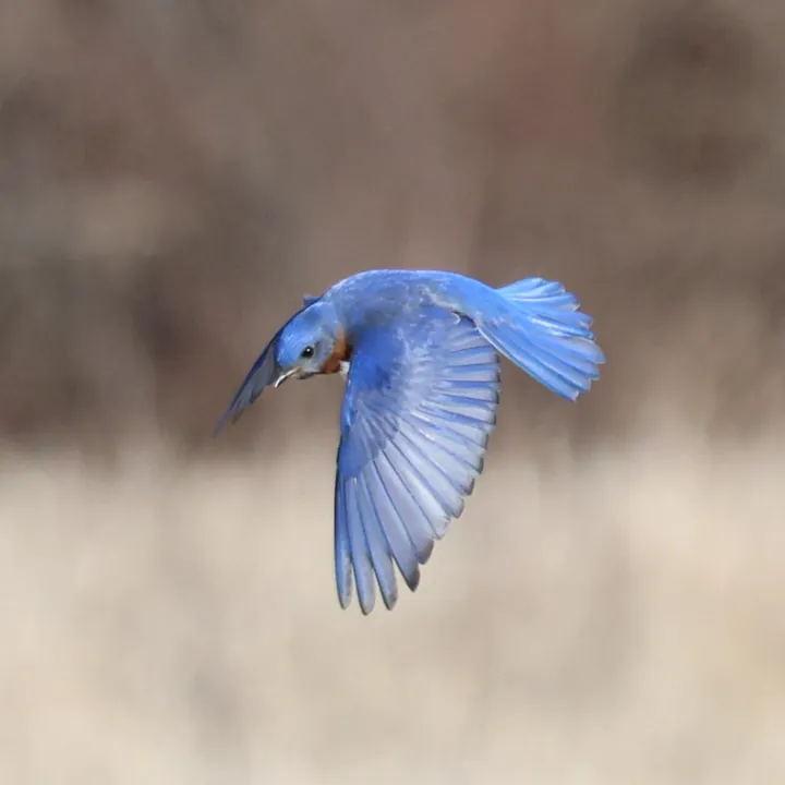 Eastern Bluebird