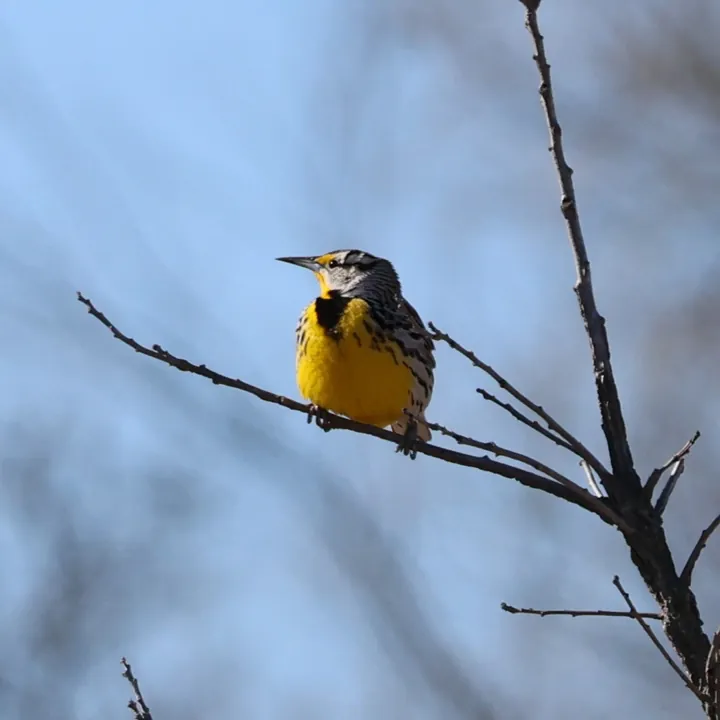 Eastern Meadowlark