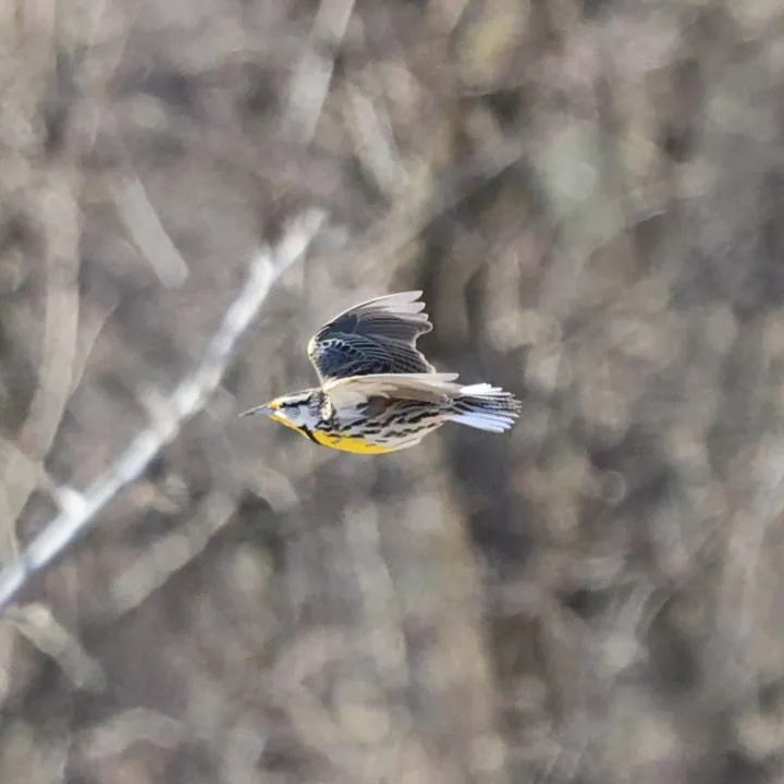 Eastern Meadowlark