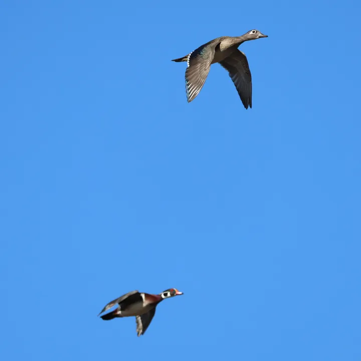 Wood Duck