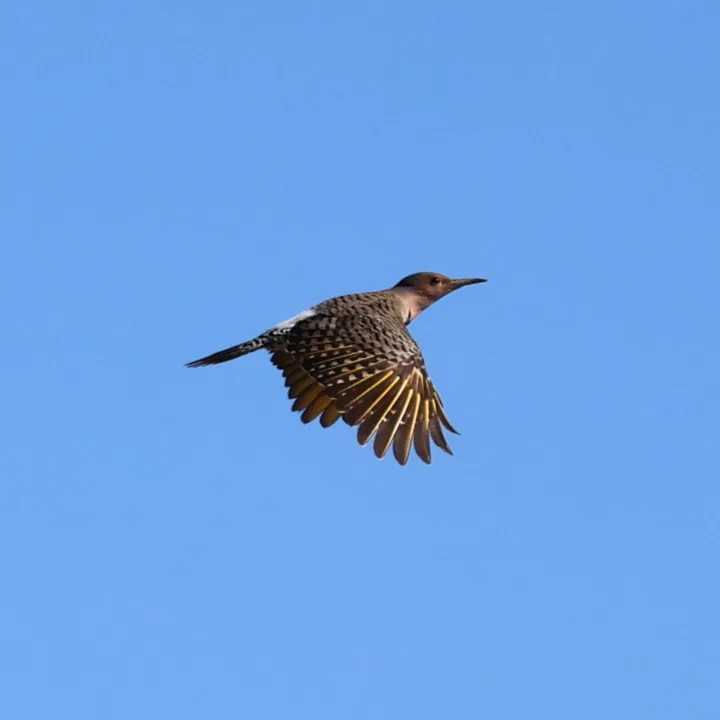 Northern Flicker