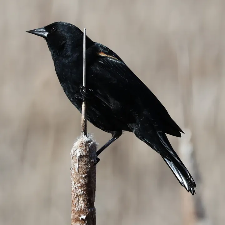 Red-winged Blackbird