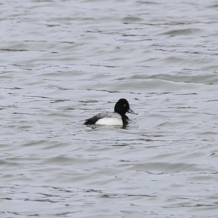 Lesser Scaup