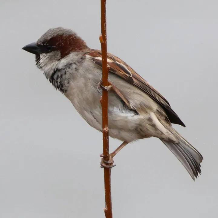 House Sparrow