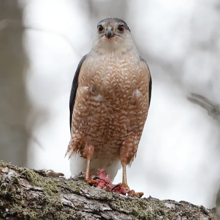 Cooper's Hawk