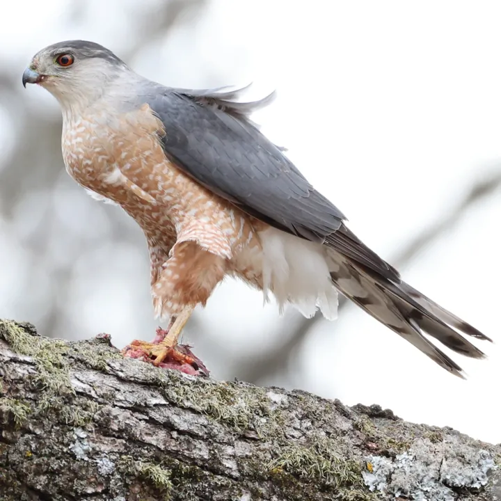Cooper's Hawk