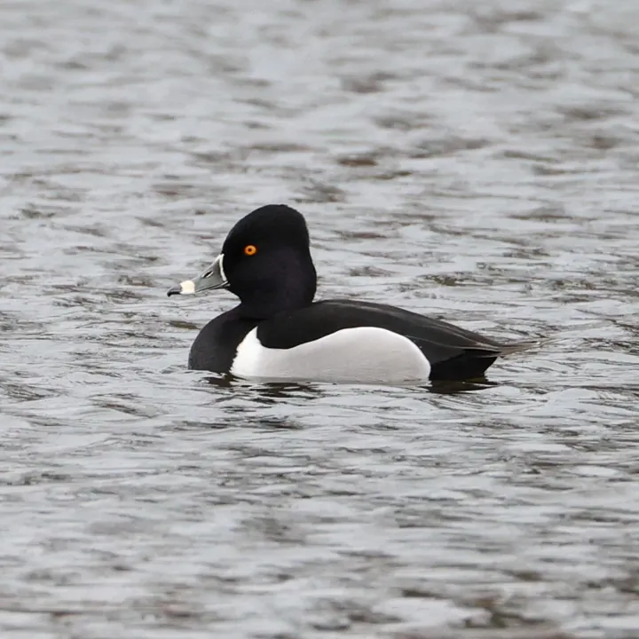 Ring-necked Duck