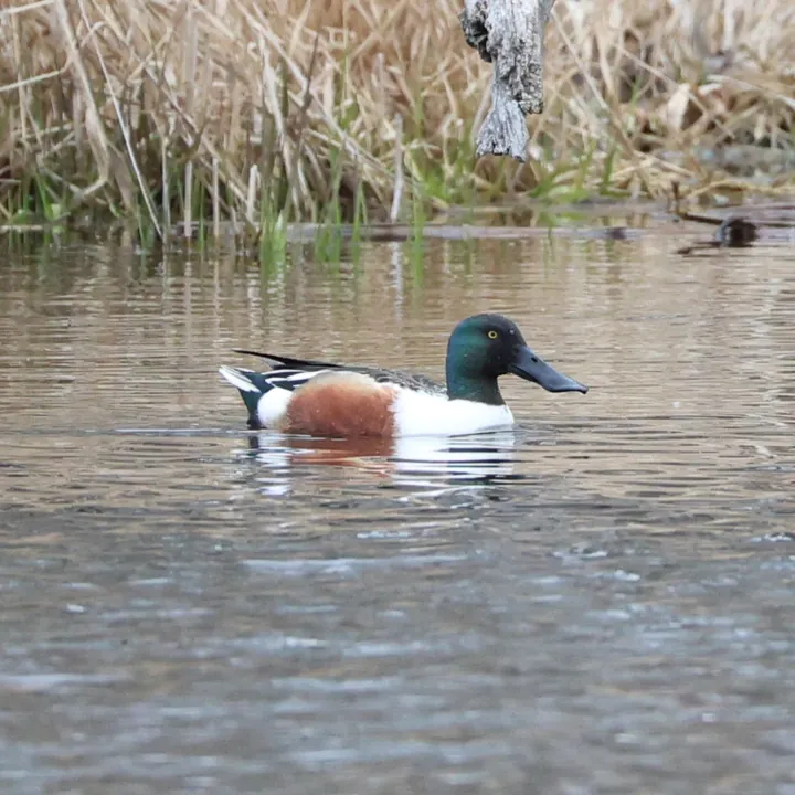 Northern Shoveler