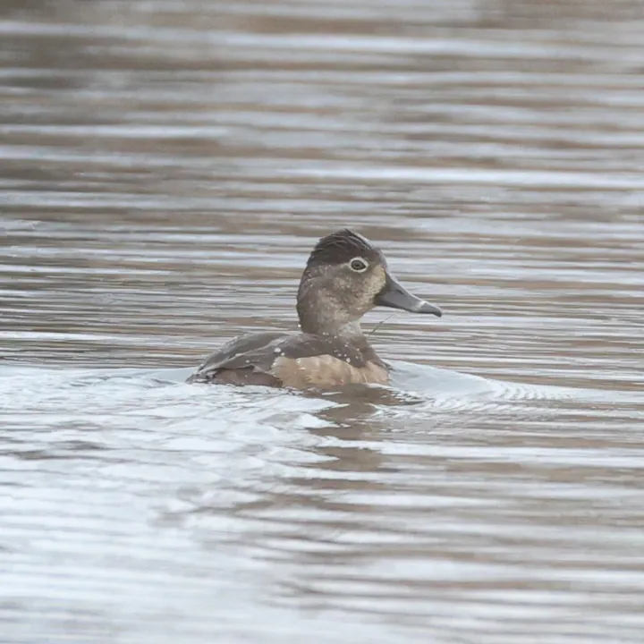 Ring-necked Duck