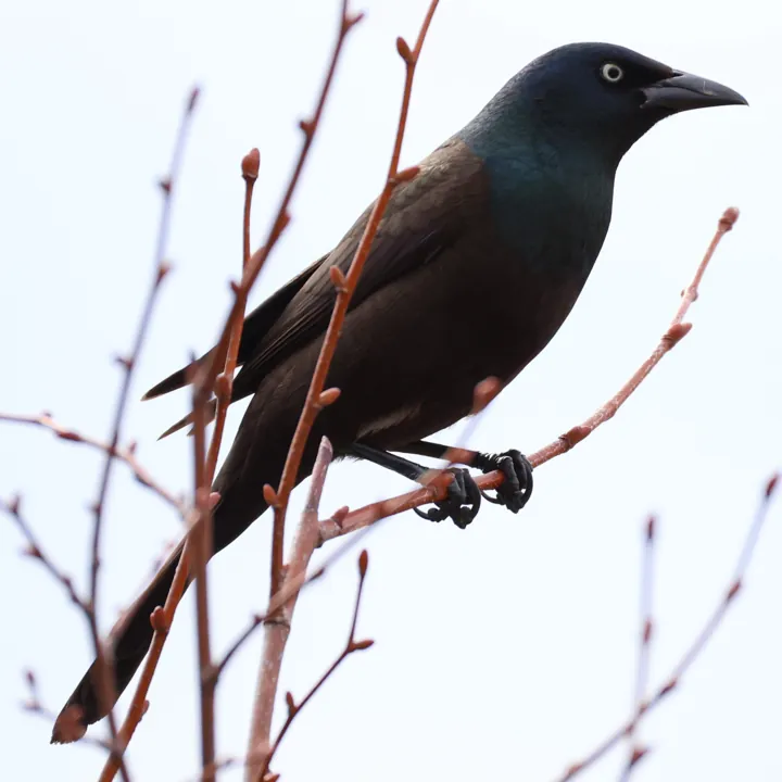 Common Grackle