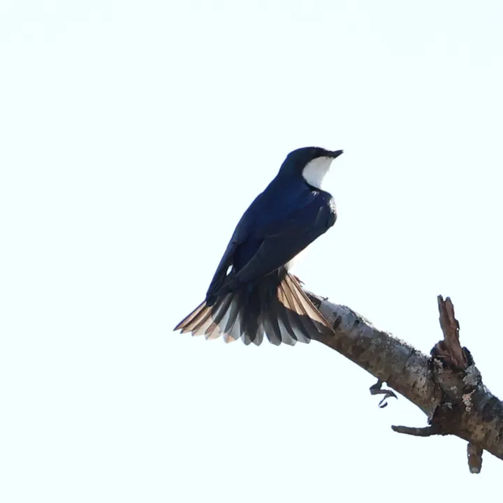 Tree Swallow