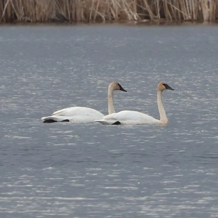 Trumpeter Swan