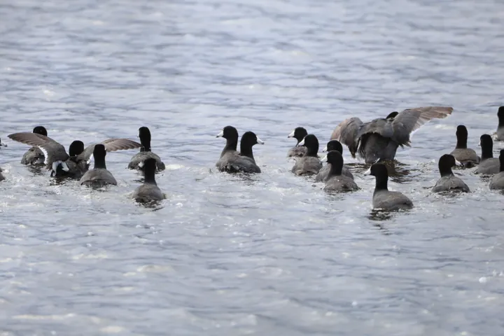 American Coot