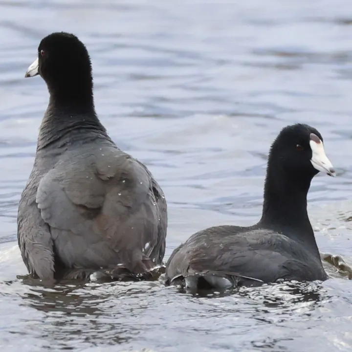 American Coot