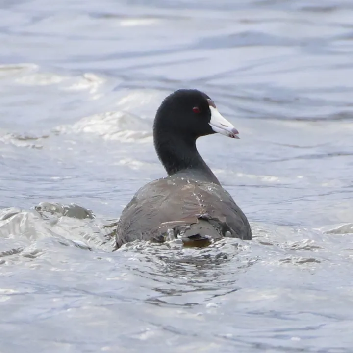 American Coot