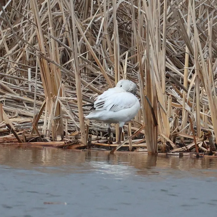 Snow Goose