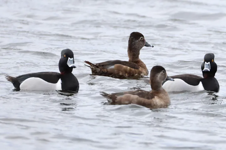 Ring-necked Duck