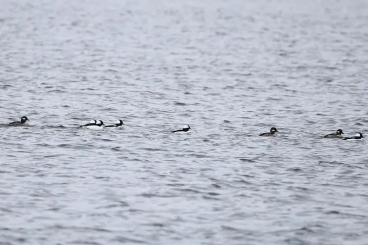 Bufflehead