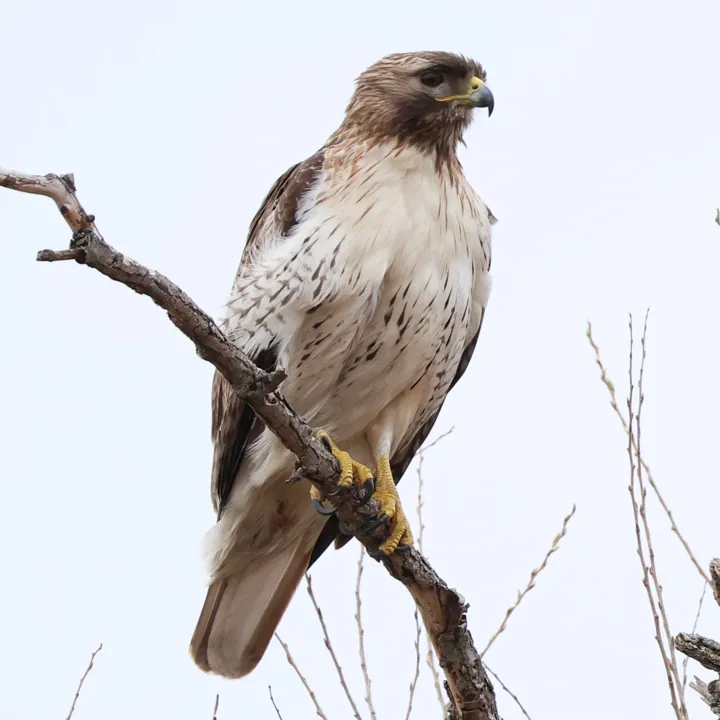 Red-tailed Hawk