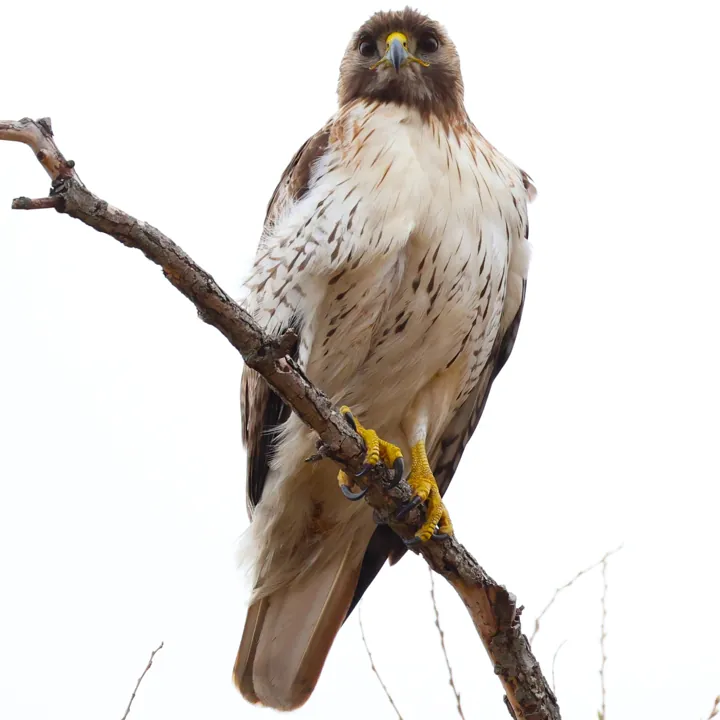 Red-tailed Hawk