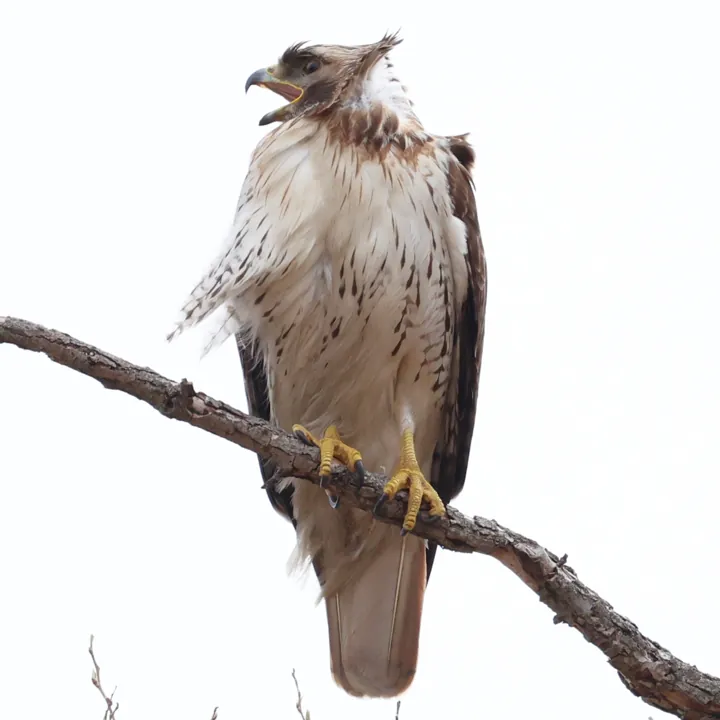 Red-tailed Hawk