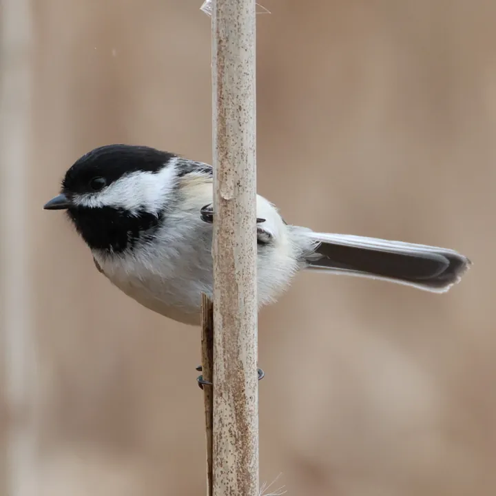 Black-capped Chickadee