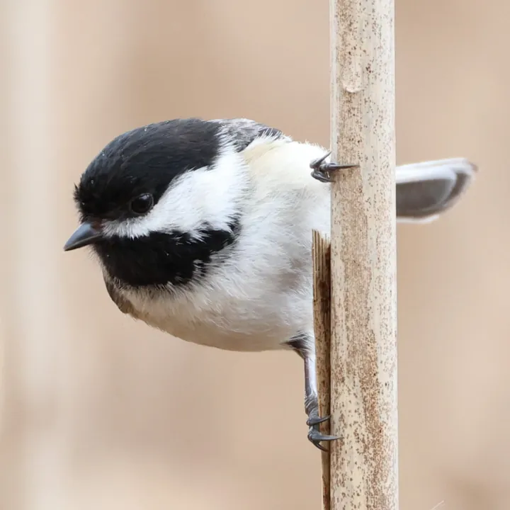 Black-capped Chickadee