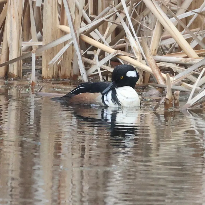 Hooded Merganser