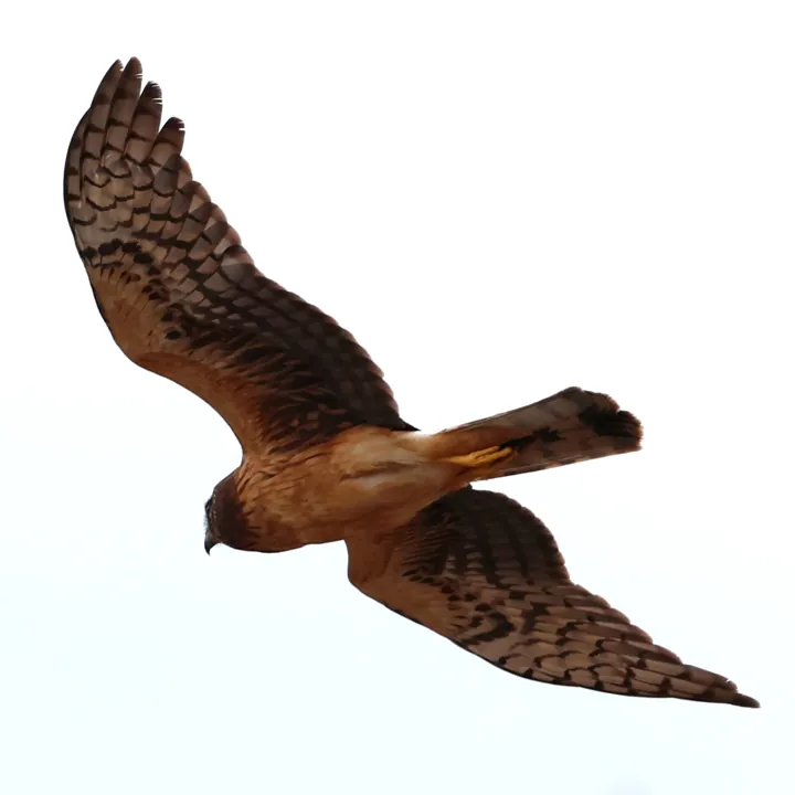 Northern Harrier