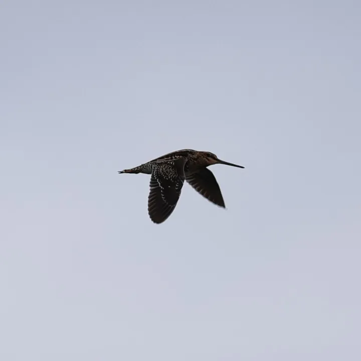 Wilson's Snipe