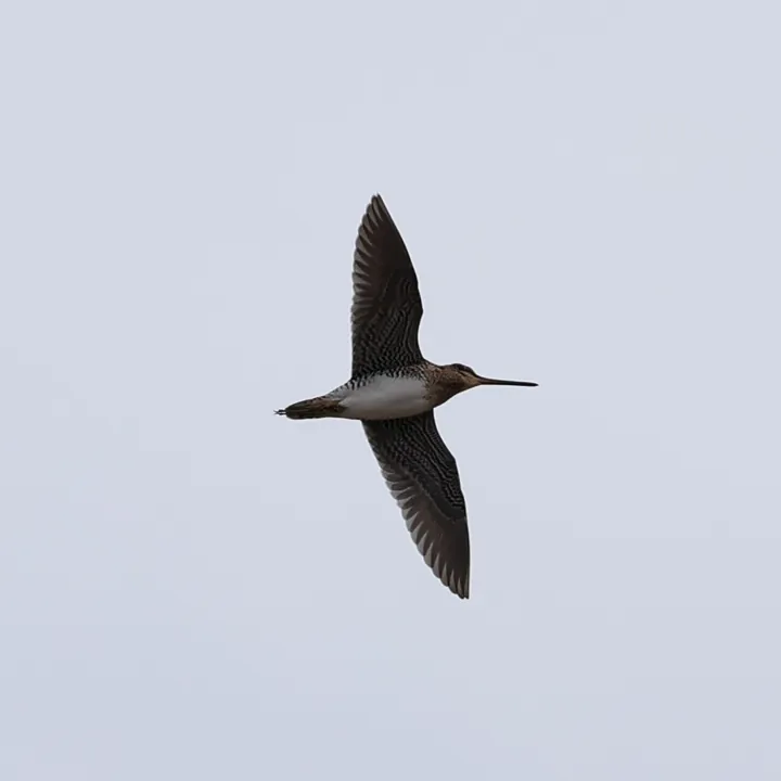 Wilson's Snipe