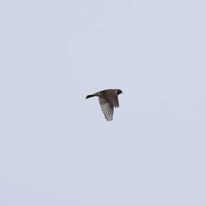 Lapland Longspur