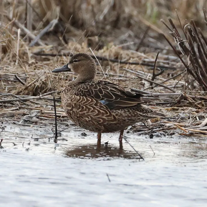 Blue-winged Teal