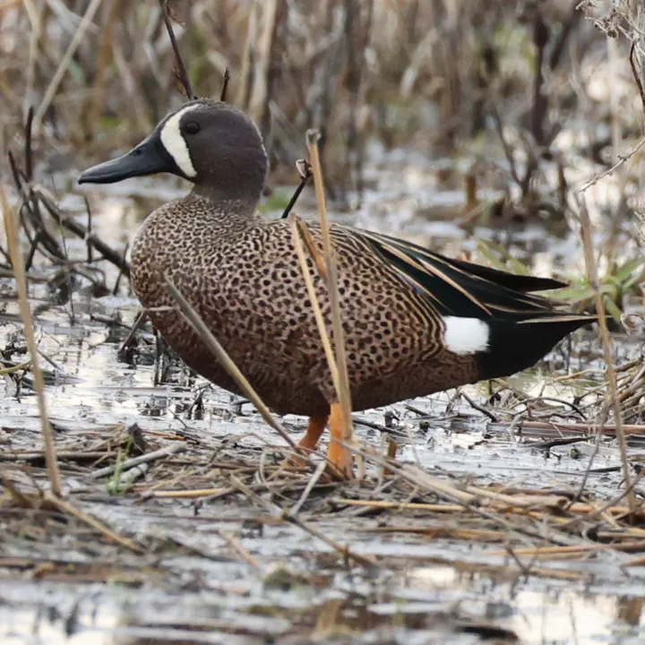 Blue-winged Teal