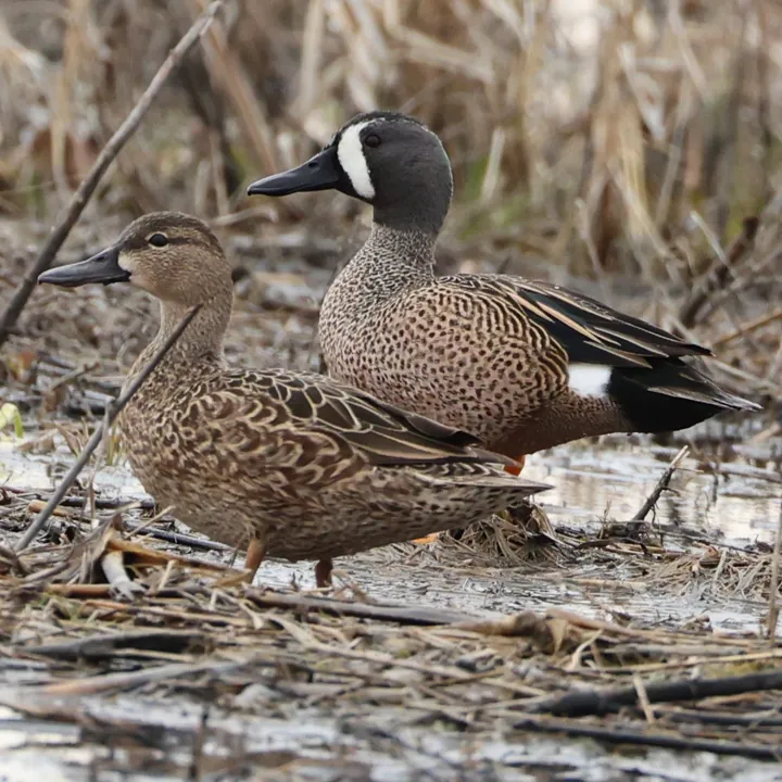 Blue-winged Teal