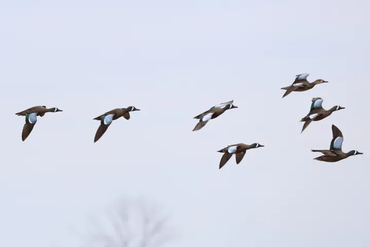Blue-winged Teal